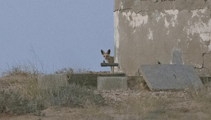 Photo © Boris Delahaie / iNaturalist.org. Oued el Dahab, Western Sahara. CC BY-NC 4.0 
