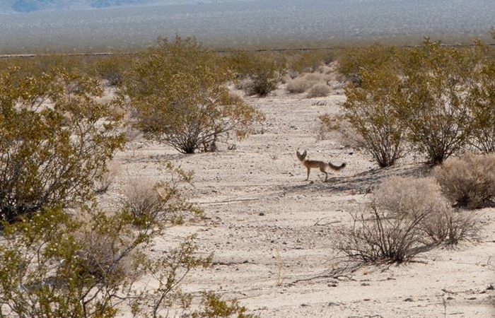 Photo © Dale Hameister / iNaturalist.org. Mojave Desert, Inland Empire, San Bernardino County, California, USA. CC BY-NC 4.0 