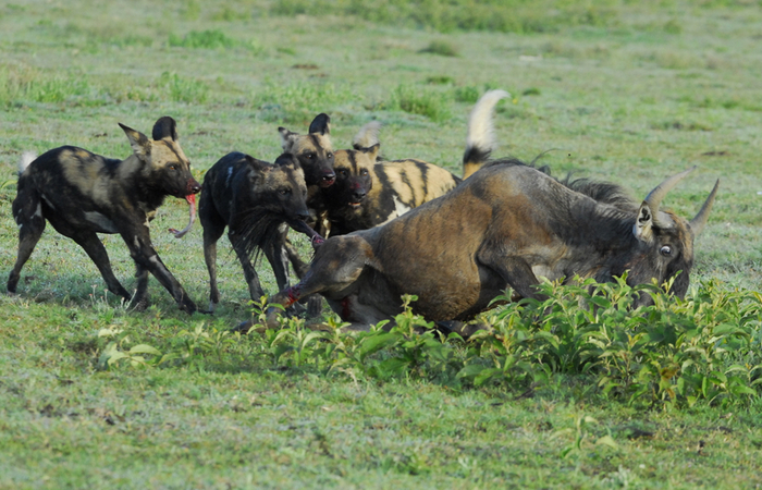 Photo © Anna / Flickr. Ngorongoro Conservation Area, Piyaya area, Tanzania. CC BY-NC 2.0 