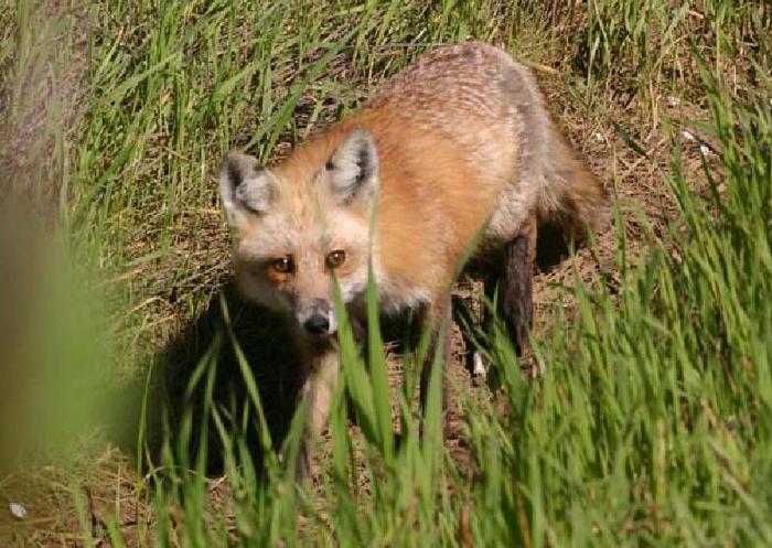 Photo © B. N. Sacks / Sacks et al., 2010. North American montane red foxes: Expansion, fragmentation, and the origin of the Sacramento Valley red fox.