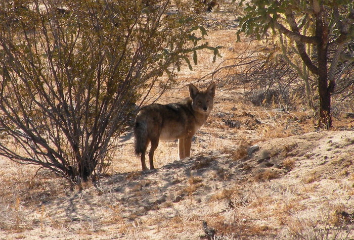 Photo © cesarivanmc / iNaturalist.org. Ensenada, Baja California, México. CC BY-NC 4.0 