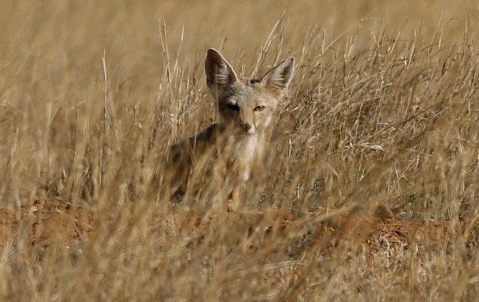 Photo © Laura Keene / iNaturalist.org. Cochise County, Arizona, United States. CC BY-NC 4.0 