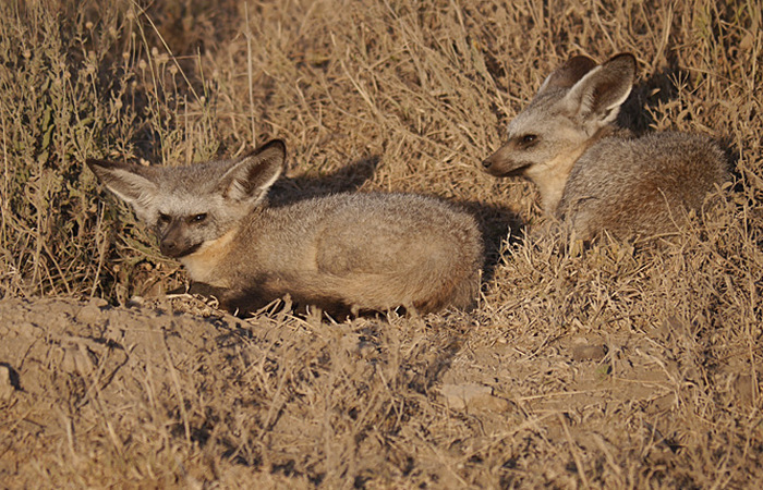 Photo © Nik Borrow / Flickr. Serengeti National Park, Tanzania. CC BY-NC 2.0 