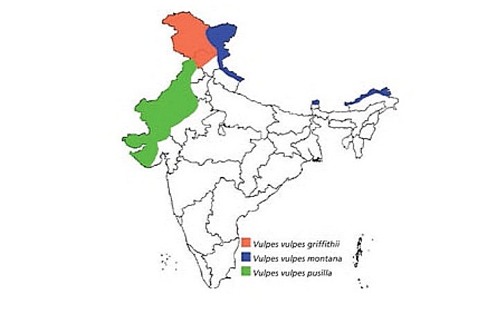 Distribution Vulpes vulpes in India. By Menon V., 2014. Indian Mammals: A Field Guide. - 528 p. 