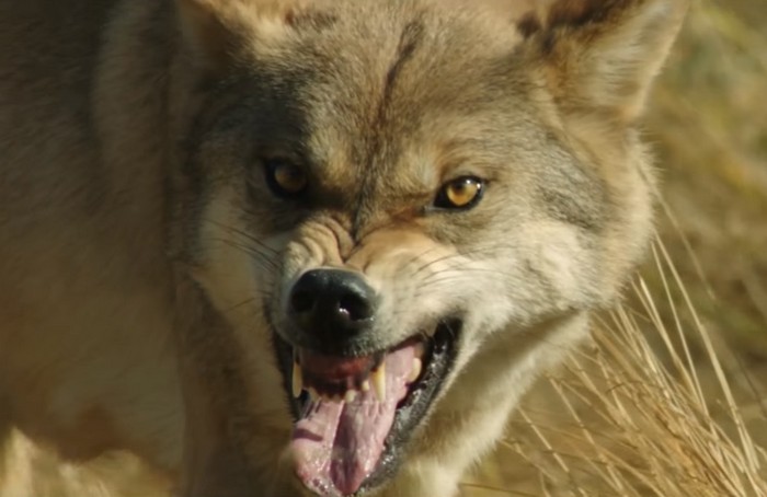Screenshot © Mars Films / YouTube (Le dernier loup - Les coulisses: l'entraînement des loups). Inner Mongolia, China. CC BY 3.0 
