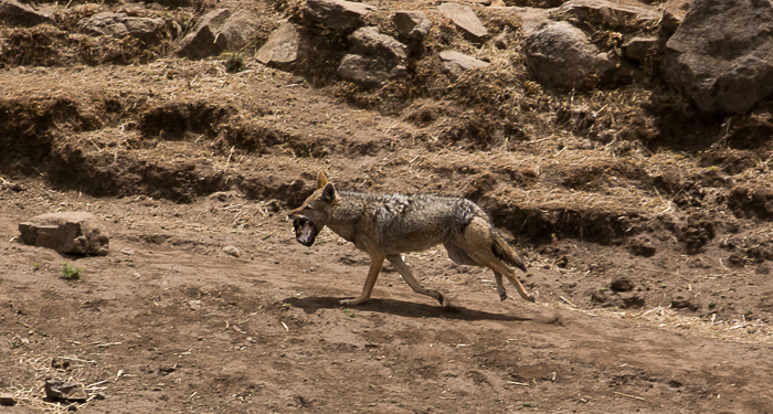 Photo © Yvonne A. de Jong / iNaturalist.org. Simien Mountains NP, Amhara, Ethiopië. CC BY-NC 4.0 