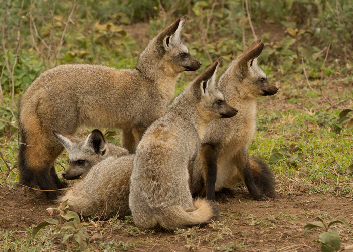 Photo © The.Rohit / Flickr. Serengeti, Tanzania. CC BY-NC 2.0 