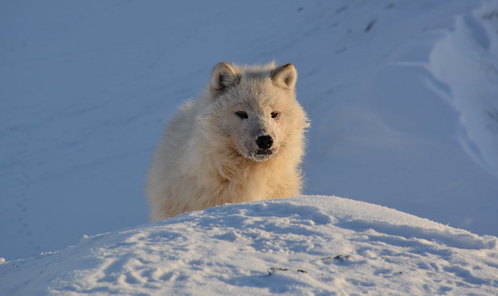 Photo © Dan Weaver / Flickr. Ellesmere Island, Nunavut, Canada. CC BY-NC 2.0 