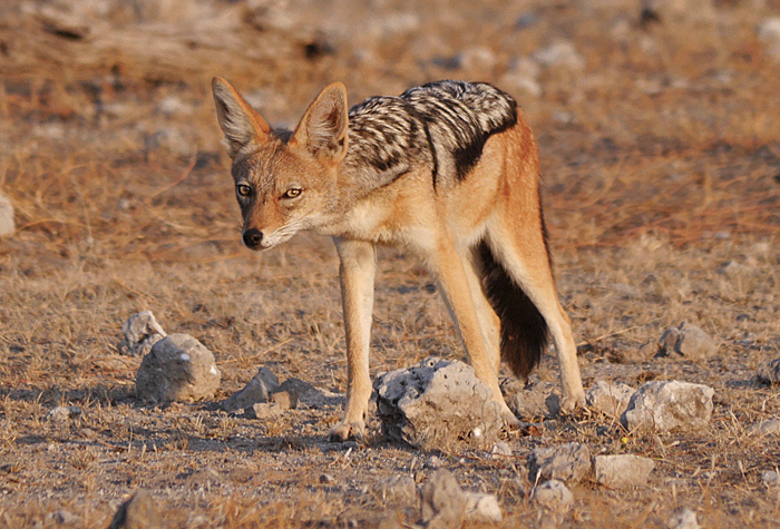 Photo © Nik Borrow / Flickr. Namutoni, Etosha NP, Namibia. CC BY-NC 2.0 