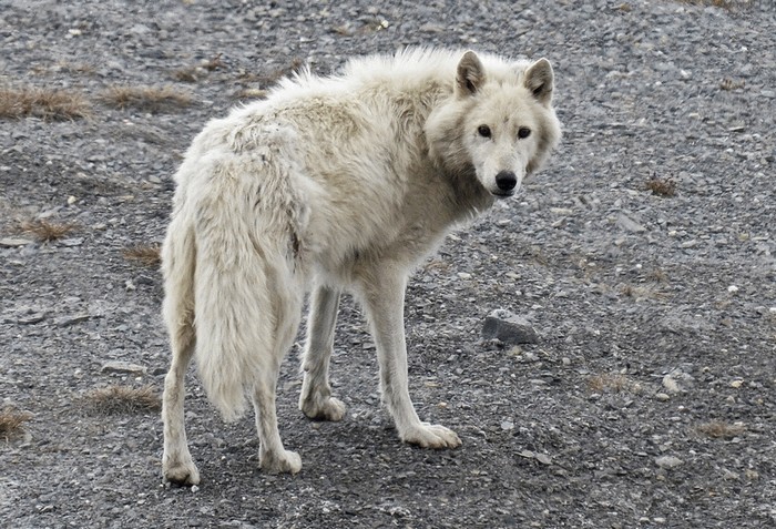Photo © ken_simonite / iNaturalist.org. Alert, Baffin, Nunavut, Canada. CC BY-NC 4.0 