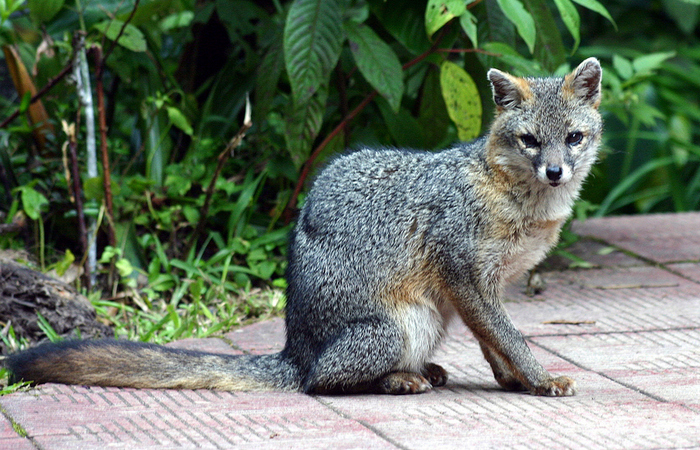 Photo © Will Flaxington / iNaturalits.org. Reserva Biologica Bosque Nuboso Monteverde, Puntarenas, Costa Rica. CC BY-NC 4.0 