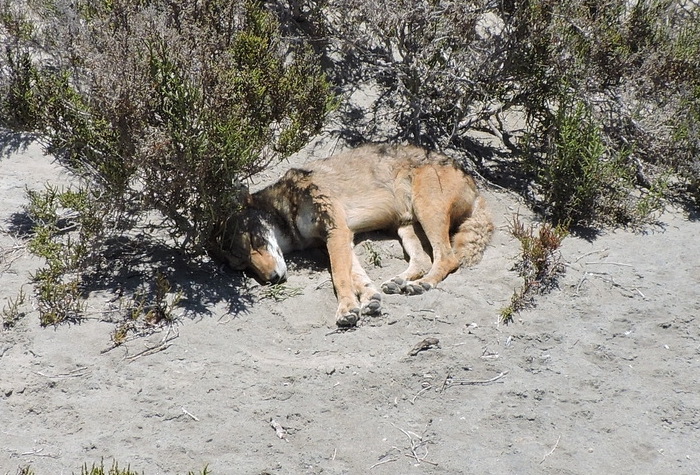 Photo © Daniel Jonathan / iNaturalist.org. Mulegé, Baja California Sur, México. CC BY-NC 4.0 