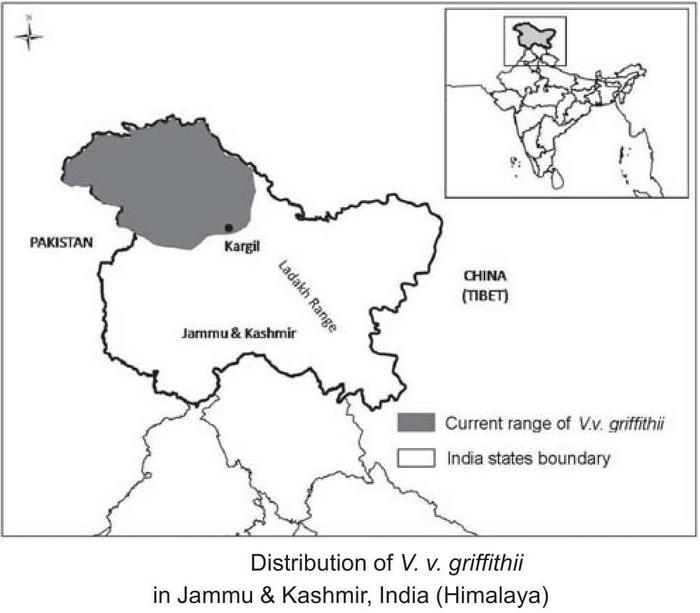 Aishwarya Maheshwari et. all. "A preliminary overview of the subspecies of Red Fox and Tibetan Sand Fox in the Himalaya, India" / Journal of the Bombay Natural History Society, 110(3), Sept-Dec 2013. pp.193-196 