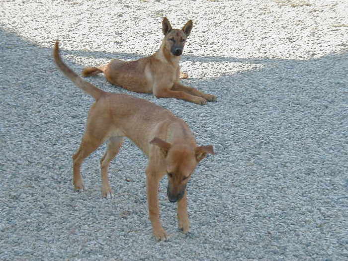 Каролинская собака. Photo © Flaxseedoil / Wikimedia Commons. Riverside Rescue in Riverside, California, USA. Public domain  