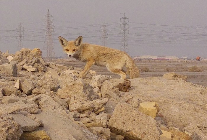 Photo © زين العابدين / iNaturalist.org. Abu al Khasib, Al-Basrah, Iraq. CC BY-NC 4.0 