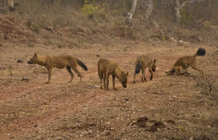 Photo © Siddarth Jude Machado / India Biodiversity Portal. Bandipur National Park, Chamarajanagar, Karnataka 571126, India. CC BY 3.0 