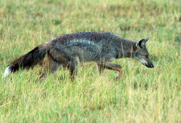 Photo © Wildlife Travel / Flickr. Pom Pom, Botswana. CC BY-NC 2.0 