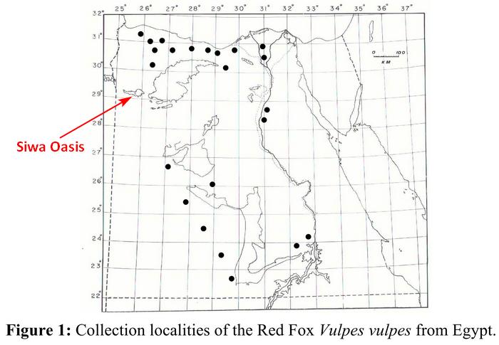 Basuony M. et al. (2005) Food composition and feeding ecology of the Red Fox Vulpes vulpes (Linnaeus, 1758) in Egypt 