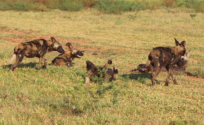 Photo © Kathryn Doody / iNaturalist.org. Morogoro Rural, Morogoro, Tanzania. CC BY-NC 4.0 