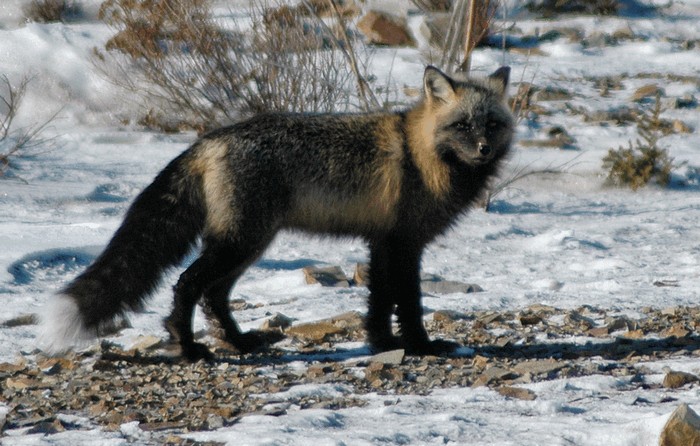 Photo © johnmeikle / iNaturalist.org. Yukon, YT, Canada. CC BY-NC 4.0 