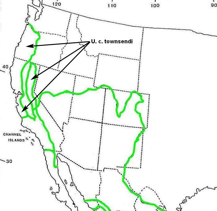 Paul W. Collins, 1993. "Taxonomic and Biogeographic Relationships of the Island Fox (Urocyon littoralis) and Gray Fox (V. cinereoargenteus) from Western North America" 