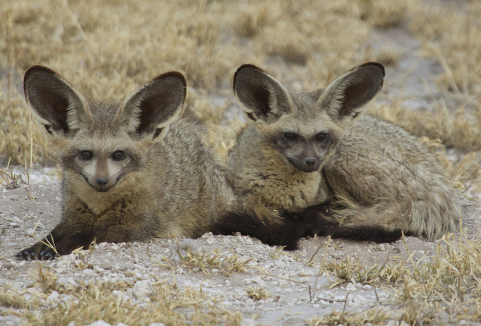 Photo © Gregory "Slobirdr" Smith / Flickr. Central Kalahari Game Reserve. CC BY-SA 2.0 