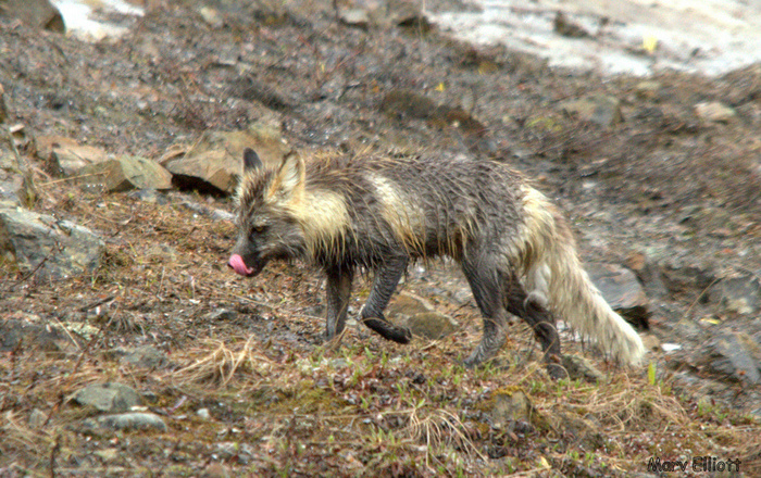 Photo © Marv Elliott / iNaturalist.org. Denali National Park, Alaska, USA. CC BY-NC 4.0 