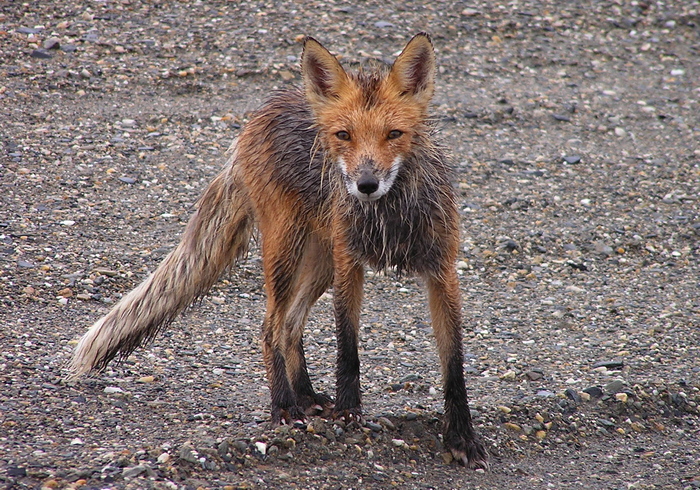 Photo © cedarleaf / iNaturalist.org. Nome, Alaska, USA. CC BY-NC 4.0 