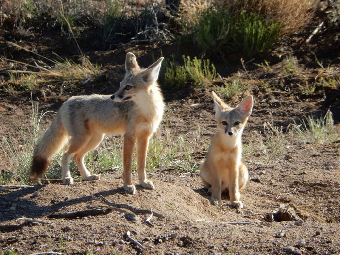 Photo © Lauren Baur / iNaturalist.org. High Desert Ecoregions, Millard County, Utah, USA. CC BY-NC-ND 4.0 