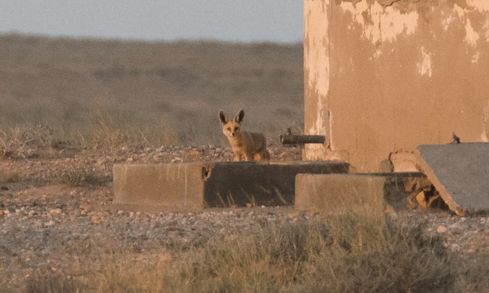 Photo © Boris Delahaie / iNaturalist.org. Oued el Dahab, Western Sahara. CC BY-NC 4.0 