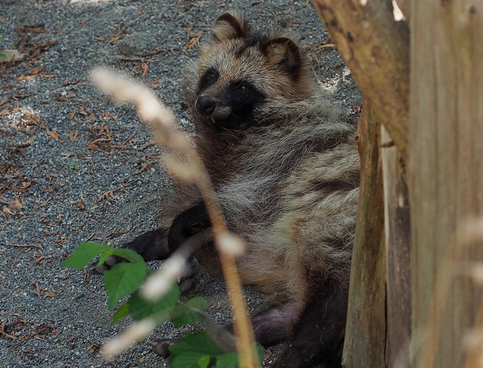 Photo © harum.koh / Flickr. Maruyama zoo, Sapporo-shi, Hokkaido Prefecture, Japan. CC BY-SA 2.0 