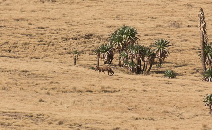Photo © Yvonne A. de Jong / iNaturalist.org. Semen Gondar, Amhara, Ethiopia. CC BY-NC 4.0 
