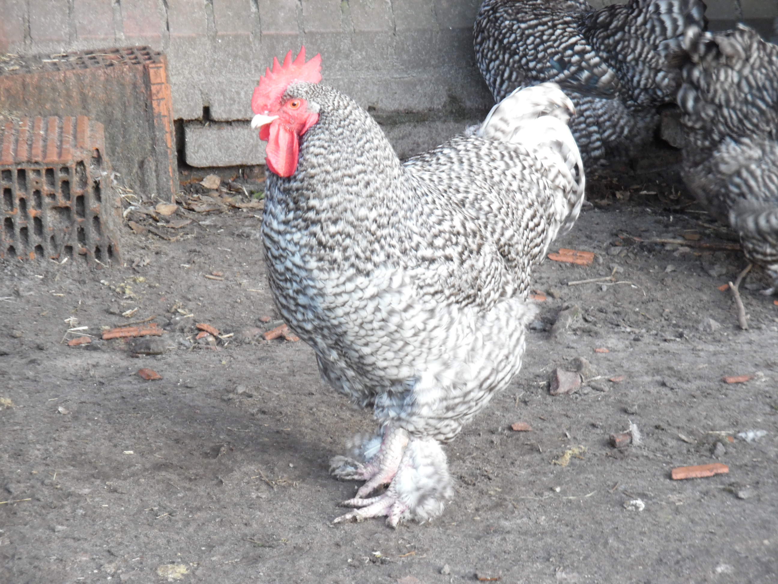 Das Mechelner Huhn - nutztier-arche-muehlenkreiss Webseite!