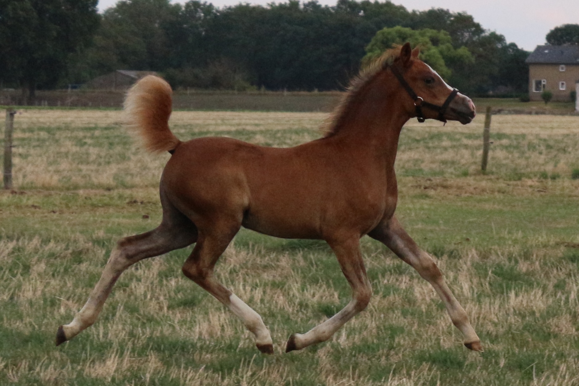 Oostdijk's Dancing Davynn, 2019, filly, retained (Oakville Soldier Boy (imp. UK) 