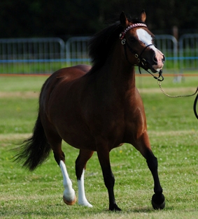 PK's Mabel, Preferent, 2005 (Glyncoch Peter Pan) sold as a children's pony