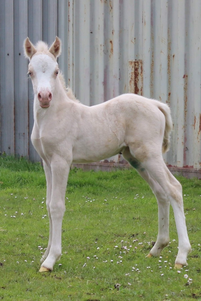 Oostdijk's Ceridwen Mellon x Oostdijk’s Ceridwen Maybelline, Ster