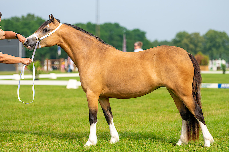 Oostdijk's Ceridwen Meredith, 2019, sold. Picture 10-07-2021