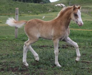 Oostdijk's Dancing Dylan, 2010, colt (Cwrtycadno Cymro) sold 