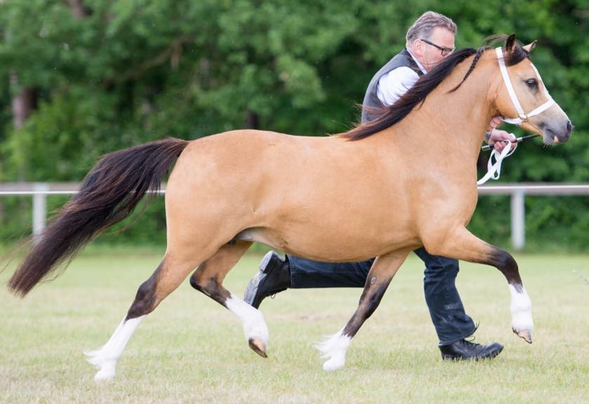 Oostdijk's Ceridwen Memory, Keur, Preferent (Twisthoeve's G. Rhydaman x PK's Ceridwen Mabel, Preferent) 2011 - 2023