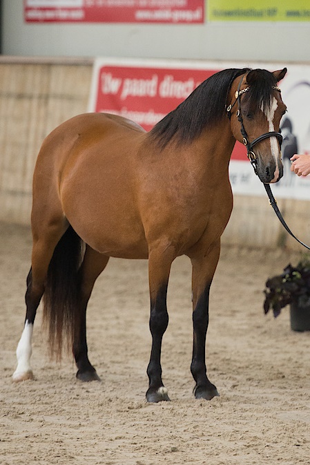 Stougjeshoeve Dancing Queen, 1997, Ster, Preferent (Hafodyresgob Buzby x Kortehoeve's Danielle, Keur, Elite)