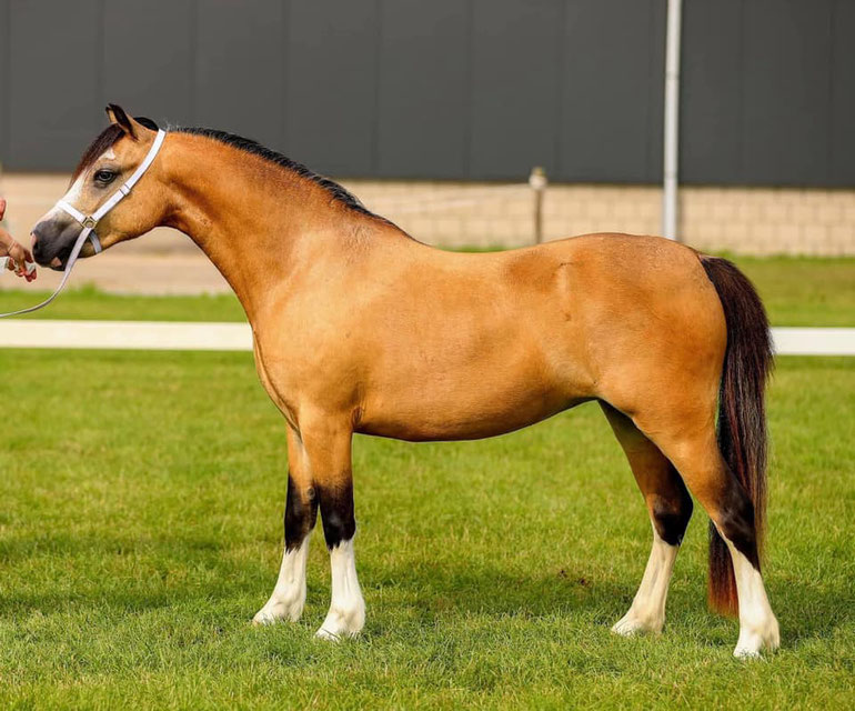 Oostdijk's Ceridwen Meredith (Springbourne Elmer x Oostdijk's Ceridwen Maybelline, Keur) Youngstock Champion at Sevenum 2021
