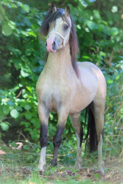 Oostdijk's Ceridwen Mellon, 2018 (Perlhof Gable) sold to Family Götte, Rural Stables (NL)