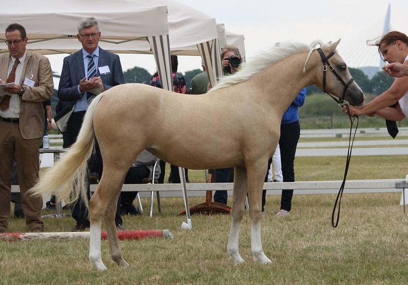 Oostdijk's Dancing Desire, 2012, filly (Nilantshoeve Zippo) sold to Belgium