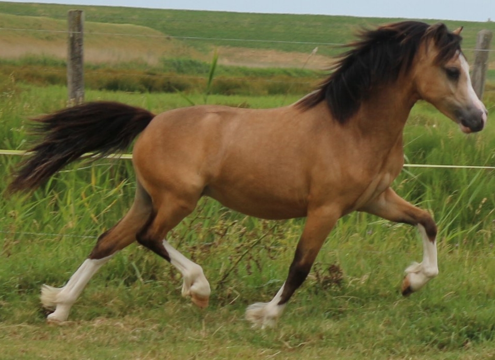 Oostdijk's Ceridwen Mayflower, 2016 Ster (Gadlys Jack Black), sold to Family Mulder (NL)