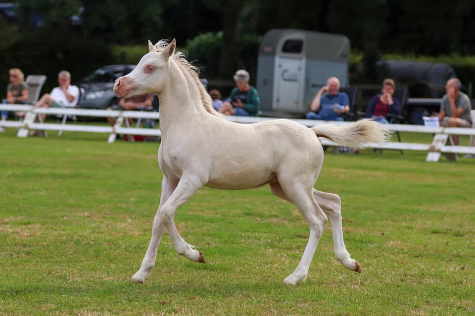 Oostdijk's Ceridwen Míríel, 2021, filly (Oostdijk's Ceridwen Mellon), retained