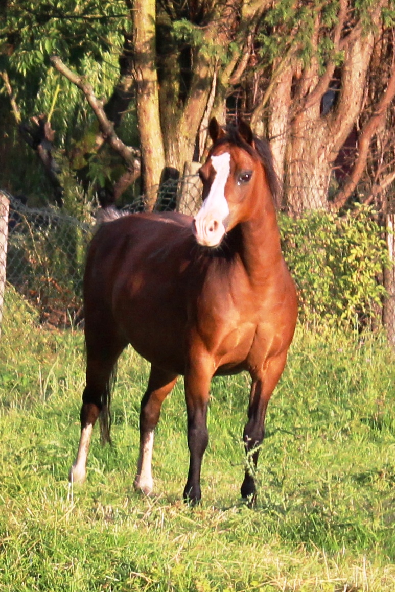 Vechtzicht's Cascade, our foundation mare, 1998-2024