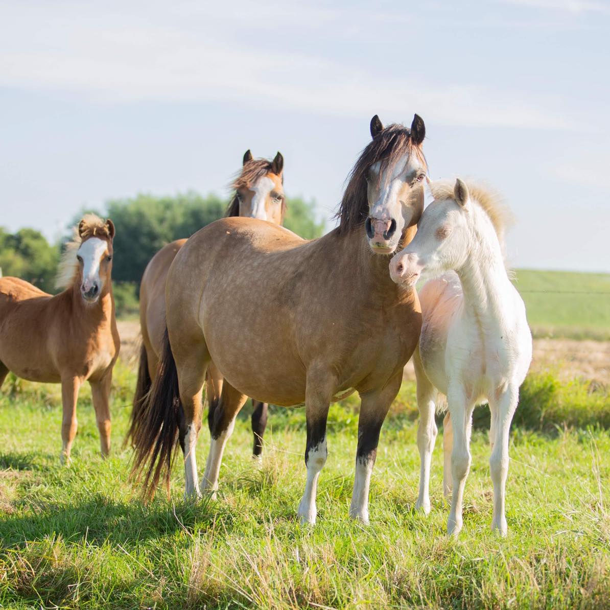 Oostdijk's Ceridwen Maybelline, 2015 Keur (Kastanjehofs Amico), retained