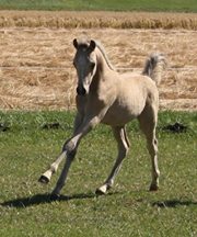 Oostdijk's D. Royal Nijinski as a foal