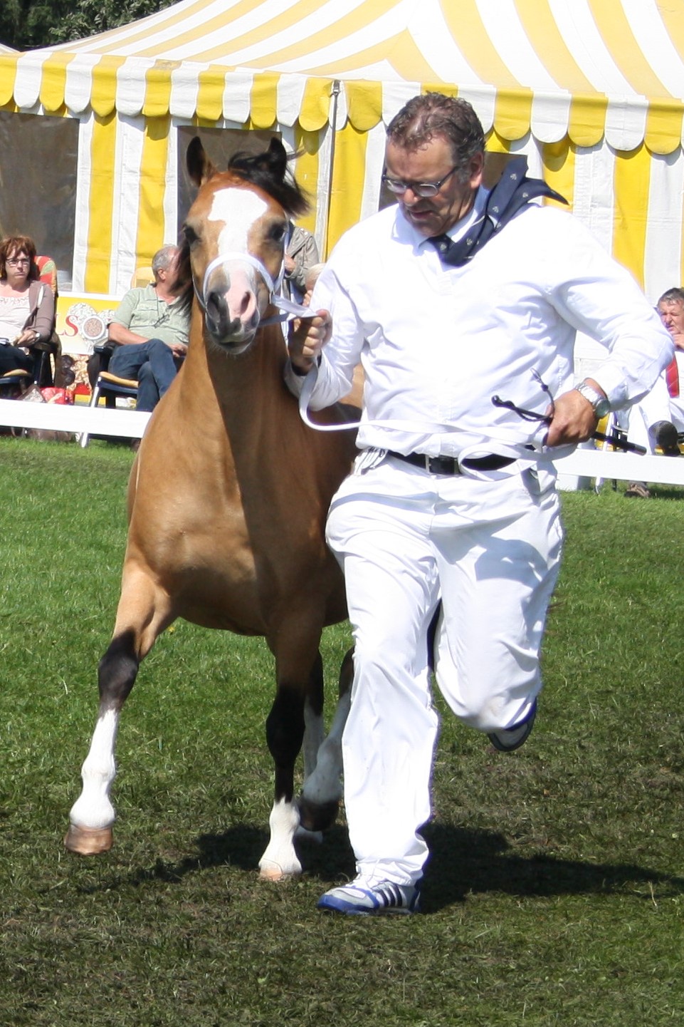 Oostdijk's Ceridwen Memory, 2011 - 2023 (Keur-Preferent)