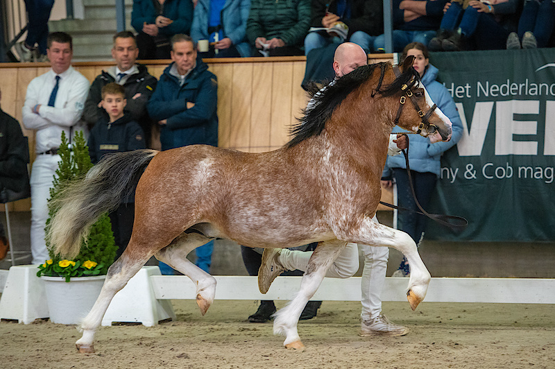 Oostdijk Ceridwen Mírdain, 2020 at the NWPCS Stallion Grading Show